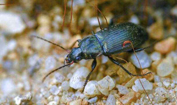 Carabidae, common grave runner, copper-colored grave runner, copper-colored list beetle, coppery shoulder-runner, Poecilus cupreus, pterostichus cupreus, beetle, coleoptera, insects, beetles, ground beetles