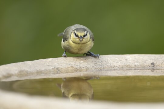 Blue tit (Cyanistes caeruleus) adult garden bird drinking water from a bird bath in summer, England, United Kingdom