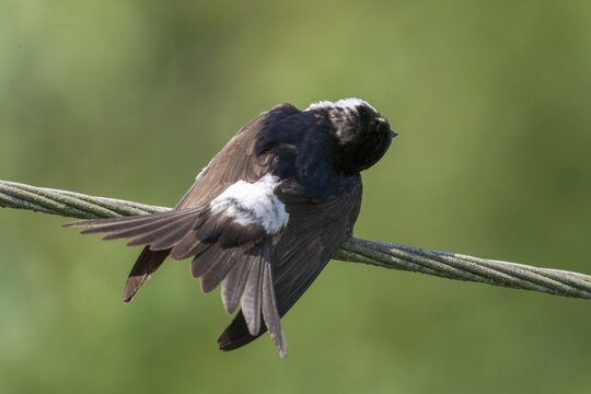 Defensive behavior, Delichon urbica, house martin, house martins, parasite defense, birds, passeri, songbirds, birds