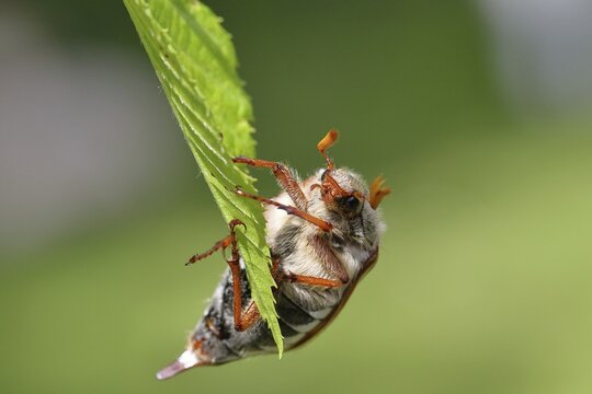 Northern cockchafer (Melolontha hippocastani), male, on leaves of a hornbeam (Carpinus betulus), Wilnsdorf, North Rhine-Westphalia, Germany
