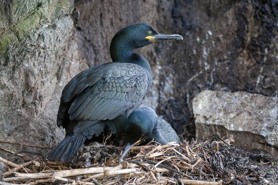 Common Shag, European Shag, Gulosus Aristotelis, Crow Shard, Norway, Phalacrocorax Aristotelis, Varanger, Birds, Breed, Brut, Nest, Pelecaniformes, Ropedes, Birds, Waterbirds