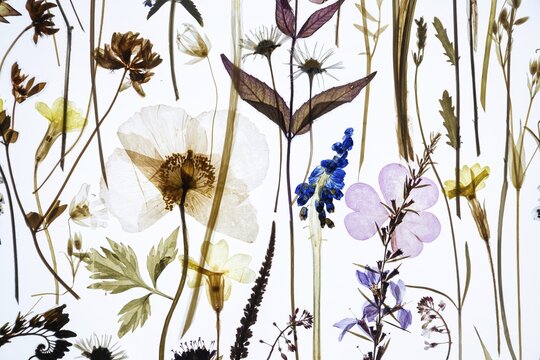 Dried plants with flowers of various colors against a brightly lit background, excerpt from the work Herald of Spring by artist Amy Shelton, Saachi Gallery, London, Great Britain, England, Great Britain