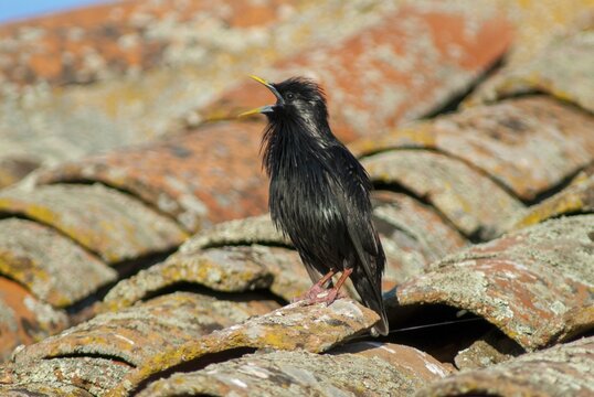 Monochrome starling, spotless starling, sturnus unicolor, birds, extremadura, passeri, songbirds, Spain, birds