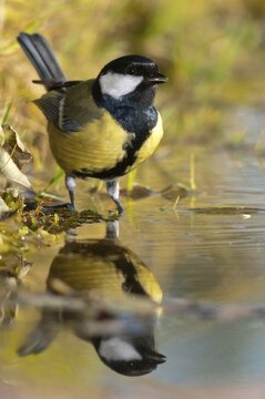 Great tit, great tit, parus major, bath, bird bath, birds, high size, portrait format, tits, passeri, songbirds, tits, drinking water, birdbath, birds, watering place