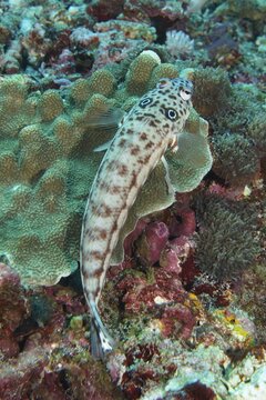 An earspot sand perch (Parapercis clathrata) with distinctive patterns resting on coral, dive site Toyapakeh, Nusa Ceningan, Nusa Penida, Bali, Indonesia