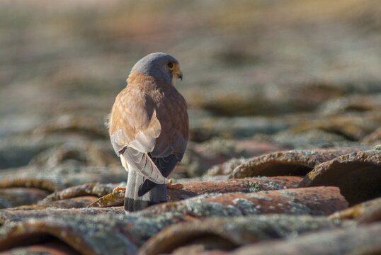 Falco naumanni, lesser kestrel, rubella falcon, birds, extremadura, falcon, falconiformes, falcons, birds of prey, hawk, male, raptor, raptors, Spain, birds