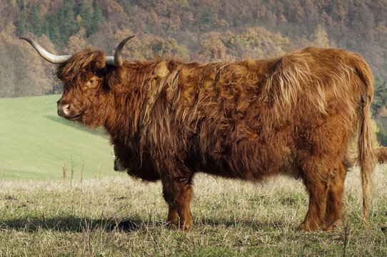Artiodactyla, bos primigenius f. taurus, even-toed ungulate, highland cattle, kyloe, cloven-hoofed, Scottish highland cattle, domesticated animals, extensive grazing, pet, highland cattle, mammals, cattle, mammals, wild pastures