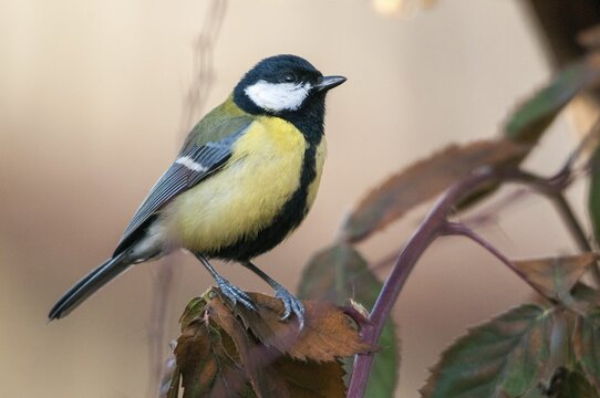 Great tit, great tit, parus major, birds, tits, passeri, songbirds, songbirds, tits, birds