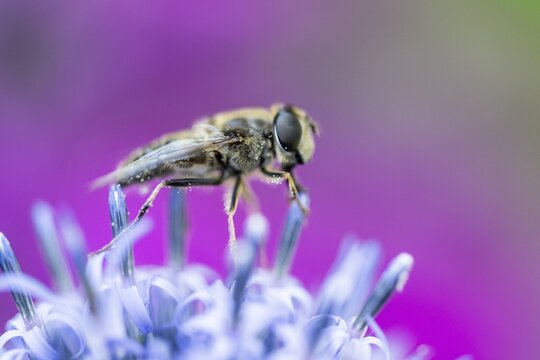 Drone fly (Eristalis interrupta), Emsland, Lower Saxony, Germany