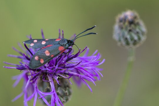Ringed crown pea ram, billowing burnet, variable burnet moth, variable red ram, zygaena ephialtes, blood droplets, butterfly, insects, moths, moths, moths, moths, moth, butterfly, ram