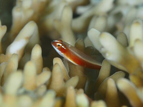 A small orange fish, the red-bellied dwarf goby (Eviota nigriventris), amongst the coral, at the Gondol Bay dive site, Gondol, Bali, Indonesia