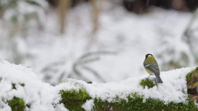 Several great tits and blue tits are searching for food on a dead tree trunk in winter,  north rhine westphalia,  (parus major, parus caeruleus), germany