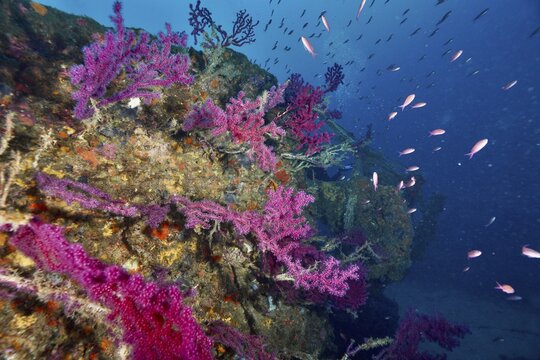 A shipwreck wall covered in soft corals and violescent sea-whips (Paramuricea clavata), surrounded by numerous small fish, including the Mediterranean anthias (Anthias anthias), Le Grec wreck dive site, Hy&egrave;res, Giens Peninsula, Mediterranean Sea, Provence-Alpes-C&ocirc;te d'Azur, France