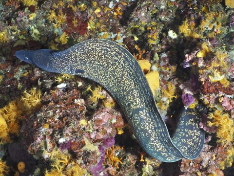 Yellow speckled Mediterranean moray eel (Muraena helena) meanders through a colourful underwater landscape, dive site peninsula Giens, Mediterranean Sea, Porquerolles, Provence, C&ocirc;te d'Azur, France