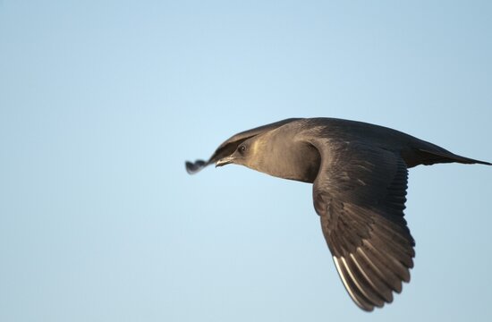 Arctic hunter, arctic skua, arctic tern, Norway, parasitic hunter, parasitic skua, parasite predatory gull, stercorarius parasiticus, varanger, birds, charadriiformes, flying, flight, limikolen, predatory gulls, stercorariidae, birds