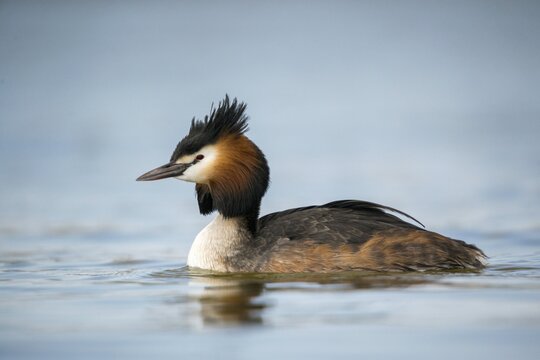 Granelli, Great Crested Grebe, Italy, Pantano Cuba Lagoon, Pantani Cuba and Longarini, Podiceps Cristatus, Migratory Bird Sanctuary, Pantani Cuba & Longarini Migratory Bird Sanctuary, Birds, Grebe, Italy, Grebe, Podicipedidae, Sicily, Foundation for Biodiversity, Divers, Birds, Waterbirds, Waterbirds