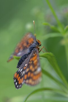 Ash moth, euphydryas maturna, small maybird, maybird, butterfly, high size, portrait format, insects, scarce fritillary, butterfly, butterflies