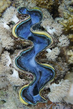 Maxima clam (Tridacna maxima), Dive Site House Reef Mangrove Bay, El Quesir, Egypt, Red Sea