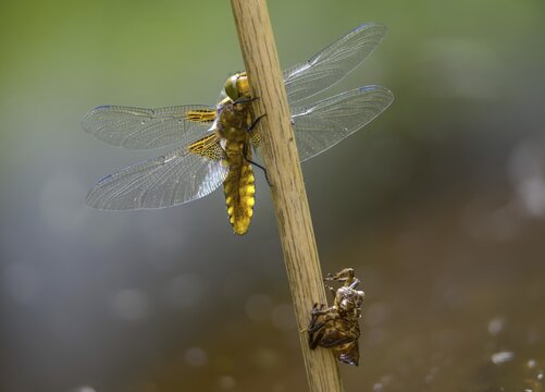 Broad-bodied chaser, libellula depressa, flatbelly, anisoptera, dragonflies, freshly hatched, insects, larva, larva, dragonflies, odonata, hatching, hatching