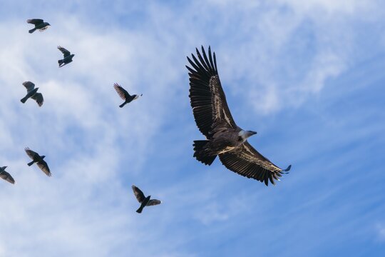 Crowded sky. A griffon vulture (Gyps fulvus) flies accompanied by a flock of jackdaws (Coloeus monedula) on a sunny day against a blue sky. Austria