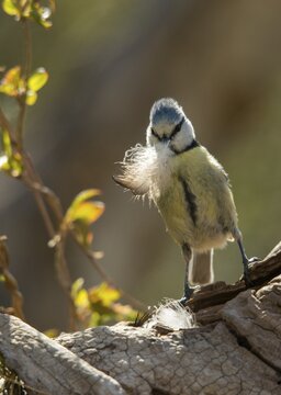 Blue tit, parus caeruleus, birds, feather, high size, portrait format, tits, nest building, passeri, songbirds, tits, birds