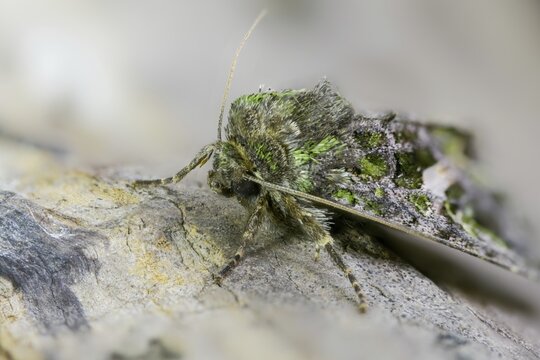 Green reporting owl, reporting owl, trachea atriplicis, insects, moths, moths, moths, orache moth, butterflies
