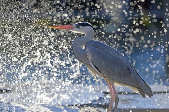 Grey Heron (Ardea cinerea) in front of water drops, Germany