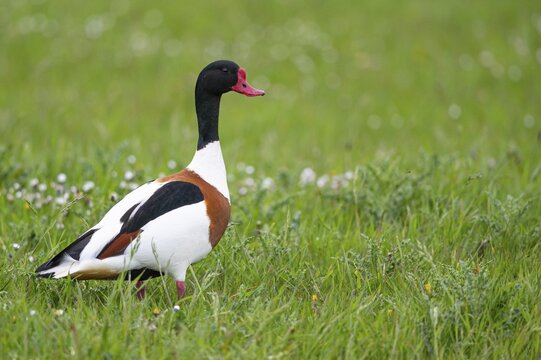 Common Shelduck (Tadorna tadorna), Den Helder, Texel, Netherlands