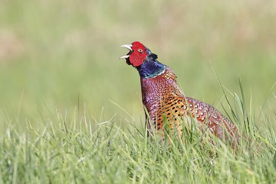 Pheasant, common pheasant (Phasianus colchicus), adult male bird uttering a courtship call in a meadow, marking its territory, wildlife, Lembruch, Ochsen Moor, D&uuml;mmer nature park Park, Lower Saxony, Germany