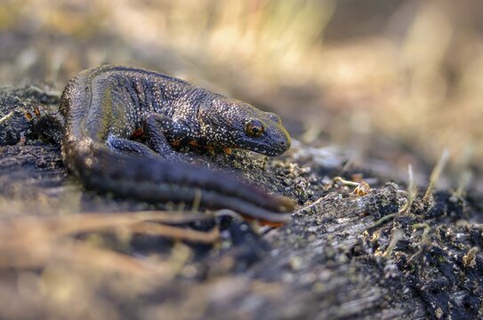 Brandenburg, Germany, Great Crested Newt, crested newt, Nabu, Nabu project, national natural heritage, green house natural paradise, northern crested newt, Triturus cristatus, amphibians, amphibians, post-mining landscape, green house, rural traditional costume, amphibians, warty newt
