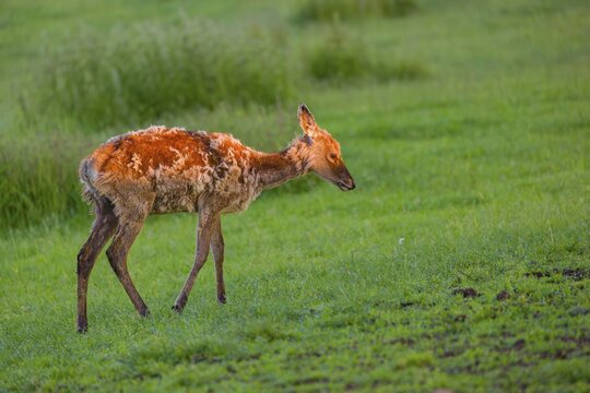 An Altai maral calf Altai wapiti or Altai elk (Cervus canadensis sibiricus) stands in a meadow in the first light of the day