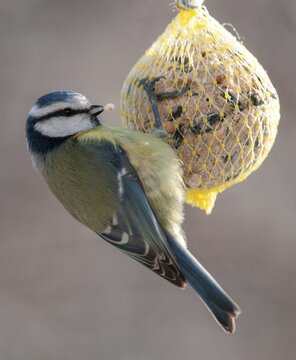 Blue tit, parus caeruleus, birds, feeding, high size, portrait format, tits, passeri, songbirds, tits, birds, winter feeding