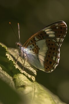 Small kingfisher, Ladoga camilla, limenitis camilla, white admiral, butterfly, high size, portrait format, insects, butterfly, butterflies