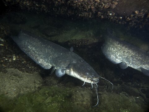 Two catfish (Silurus glanis), Waller, hiding at night under a stony ground, dive site Klosterinsel, Rheinau, Canton Zurich, Rhine, High Rhine, Switzerland, Germany