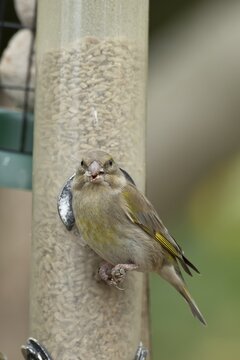 Eurasian greenfinch (Chloris chloris) adult garden bird eating sunflower hearts seeds from a bird feeder, England, United Kingdom