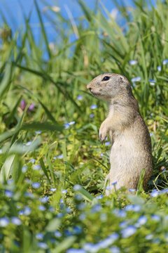 A fully grown ground squirrel (Spermophilus citellus) stands upright on a sunny day in a green meadow with tall vegetation, watching its surroundings intently. A blue sky can be seen in the background. Austria