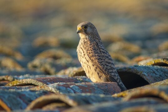 Falco naumanni, lesser kestrel, rubella falcon, birds, extremadura, falcon, falconiformes, falcons, female, birds of prey, hawk, raptor, raptors, Spain, birds, female