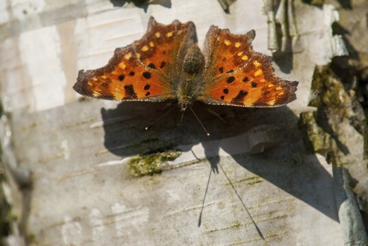 C-butterfly, comma butterfly, nymphalis c-album, polygonia c-album, butterfly, insects, butterfly, butterflies