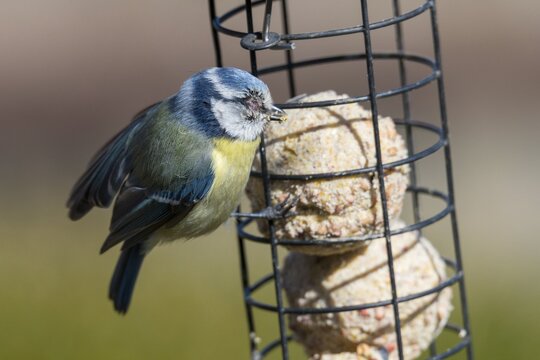 Blue tit, parus caeruleus, birds, sick, tit, passeri, songbirds, songbirds, tits, injured, injury, birds