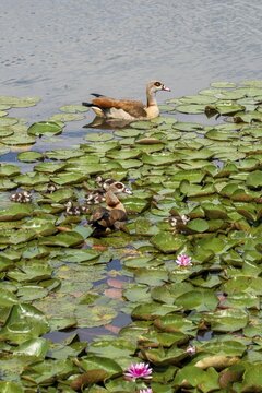 Alopoch Aegyptiacus, Egyptian Goose, Family, Nile Goose, Anatidae, Birds, Duckbirds, Goose, Goose, High Size, Portrait, Young Animal, Puzzle, Search Image, Birds, Waterbirds, Waterbirds