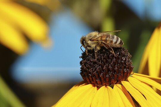 European honey bee (Apis mellifera), collecting nectar from a flower of yellow coneflower (Echinacea paradoxa), Wilden, North Rhine-Westphalia, Germany