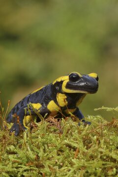 Fire salamander (Salamandra salamandra), running over moss, looking into the camera, animal portrait, wildlife, North Rhine-Westphalia, Germany