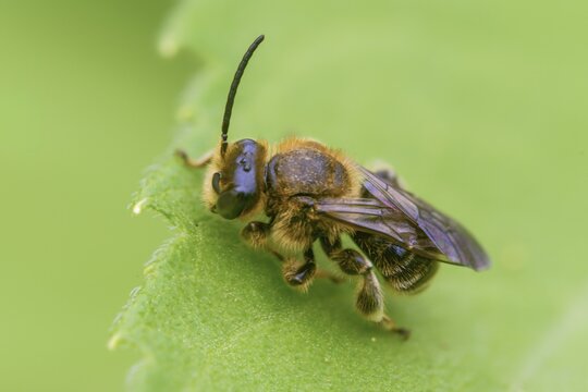 Apidae, bees, Eucera longicornis, early longhorn bee, hymenoptera, longhorn bee, May longhorn bee, insects
