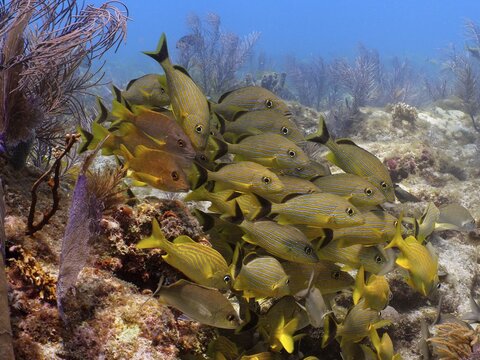 A school of yellow fish, bluestriped grunts (Haemulon sciurus), moves over a coral reef. Dive site John Pennekamp Coral Reef State Park, Key Largo, Florida Keys, Florida, USA
