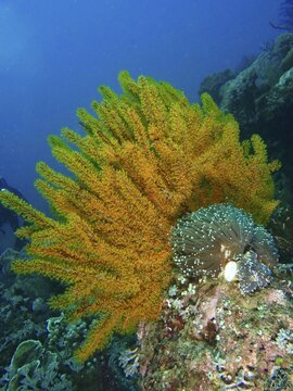 Bushy feather star, the variable feather star (Comaster schlegelii) and other marine creatures in a vibrant underwater landscape, Spice Reef dive site, Penyapangan, Bali, Indonesia
