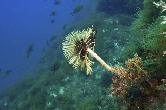 Detailed mediterranean fanworm (Sabella spallanzanii) surrounded by diverse underwater flora and fauna. Dive site Marine reserve Cap de Creus, Rosas, Costa Brava, Spain, Mediterranean Sea