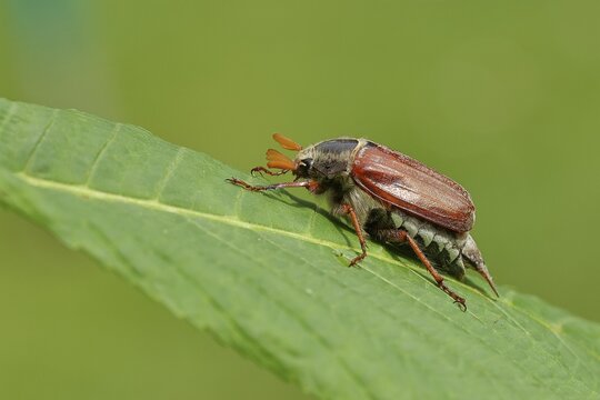 May beetle, wood cockchafer (Melolontha hippocastani), male, on leaf of a horse chestnut (Aesculus hippocastanum), close-up, Wilnsdorf, North Rhine-Westphalia, Germany