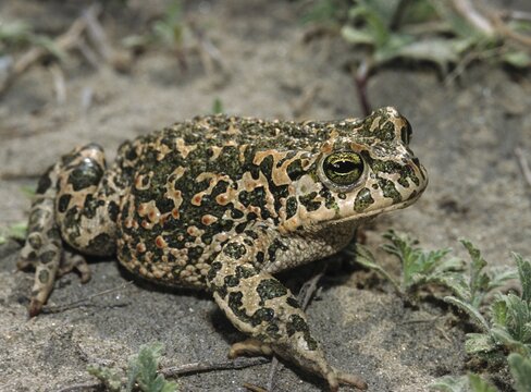 Bufo viridis, Bufotes viridis, green toad, toad, amphibians, amphibians, toads, amphibians, amphibians, toads