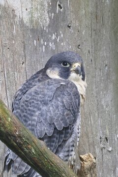 Peregrine falcon (Falco peregrinus), sitting on a branch, captive, Bavaria, Germany