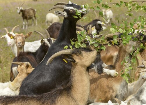 Artiodactyla, Capra Aegagrus Hircus, even-toed ungulate, domestic goat, cloven-hoofed, P&ouml;llwitzer Wald, Thuringia, grazing, domesticated animals, extensive grazing, woody bite, goat, pet, mammals, bite, willow, wild willow, goat